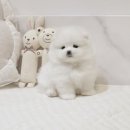 화이트포메라니안 | 선릉강아지분양 포메라니안 화이트
