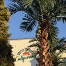 주식회사 캘리포니아베이커리카페 | 청주 내수 베이커리 대형카페 캘리포니아 온돌좌석 아이랑