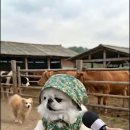 늙은 개 이미지