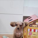 애견미용 이미지