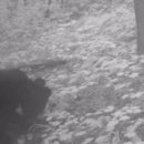 호랑이와 반달곰 이미지