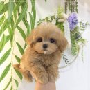 꽃보다강아지 이미지