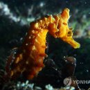 해마수산