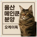 쿤광고 | 울산메인쿤분양 후기 지역보단 순종