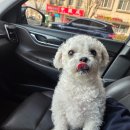 동물사랑애견샵 | 🚗🍓 동물사랑애견의집 픽업미용 후기 – 말티푸 ‘딸기’ 빡빡이 변신