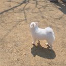 온슈 | 파주 대형 애견카페 슈베르몽 가오픈 막차 타고 온 솔직 후기 / 초록매실이의 선택