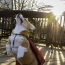 허스키 사랑 이미지