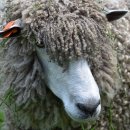 동일축산 이미지