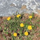 지리산사람들(지리산민들레) 이미지