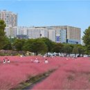 핑크뮬리 이미지