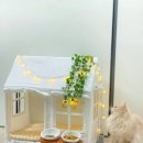 S펫 | 펫초이스 댕피스텔 냥피스텔 S 입주후기 :)