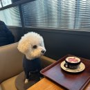 애견별장 | [가평] 남이섬안에 있는 애견동반 호텔 정관루 복층 아뜰리에 별장 투숙 후기! (강쥐랑 떠난 남이섬...