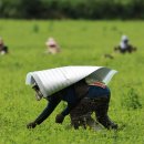 표선면-14 이미지