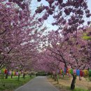 문수사 입구 | 서산 문수사 겹벚꽃 만개 방문 후기 (4월 21일)