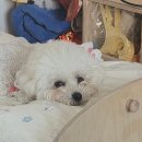 루비약국 이미지