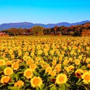 장성 황룡강 가을꽃축제(10.05~10.13)=백일홍•천일홍•해바라기•코스모스~100억 송이의 화려한 축제 이미지