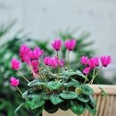 토분이야기