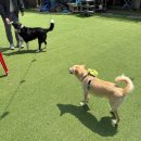 꾸어바666 | [경기/안양] 비산동 애견동반 식당 '꾸어바666' 후기 / 안양점심맛집 / 안양쭈꾸미