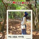 동백 | 여수 오동도 아이랑 여행 후기｜동백열차, 전망대, 공영주차장 정보