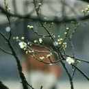 라 비 채 이미지