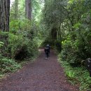 레드우드 이미지