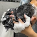 바디브 약산성 샴푸 1000ml 후기 | 향기좋은 샴푸 미용실 약산성 샴푸 추천