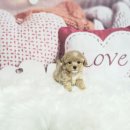 빛고을애견샵 이미지