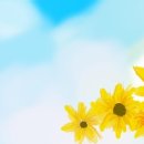 해바라기카페 이미지