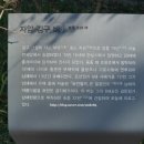 자암 김구비 네이버블로그