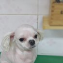 뿌리네 애견샵 이미지