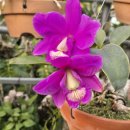 Cattleya nobilior Mato Grosso type × sib(마토 그로소 타입) 이미지