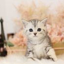 미오미오 고양이분양 네이버블로그