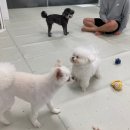 알로하 강아지유치원 호텔 이미지