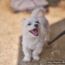 티파니 가든 이미지