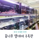 꿈나무 열대어 | 꿈나무 열대어 수족관 부산 열대어 파는곳 구피랑 청소물고기 비파 구매후기 / 주차정보
