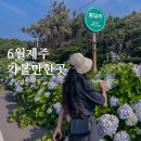 오름모텔 | 6월 제주 가볼만한곳 종달리 수국길, 동쪽 여행코스 숙소 체험 추천