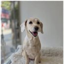 알라꿀 펫살롱 | 성산동애견미용 프리미엄 펫 살롱 경험담: 살롱드웰 후기