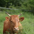 수도한우 이미지