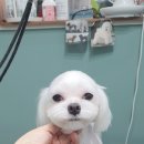 스담멍스 이미지