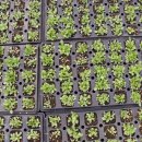 흰민들레농장 이미지