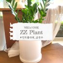 세종시 축하 화분 배달은 &#39;민트플라워&#39;에서! 승진·개업·이전 선물, 센스있게 준비하세요 🌿