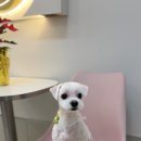 바오그루밍 이미지