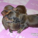 리코리아몰 이미지