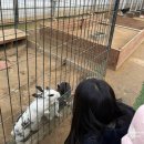 제2문호농장 | 용인딸기체험농장 헤브온어스 딸기체험, 동물 먹이주기 체험하고 온 후기