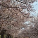 황구지천 이미지