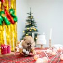 조이퍼피 강아지분양 이미지