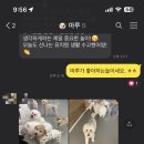 댓츠댕댕스쿨 이미지