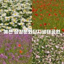 영천강변공원 공중화장실(2) | 예천 삼강문화단지 양귀비, 보라유채꽃, 샤스타데이지 후기
