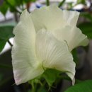 목화유치원 이미지