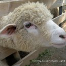 미니목장 이미지